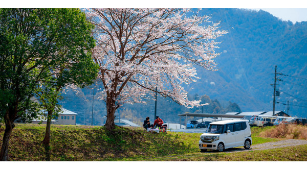 How's spring for car owners in Japan? Hanami, Asian Dust, and more fun facts!